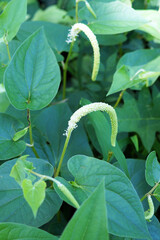 The flowers and foliage of the aquatic plant Saururus cernuus, commonly known as lizard's tail or water dragon