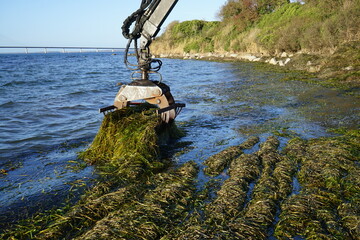 Harvesting and drying washed up seaweed, for an ecological, sustainable and renewable house...