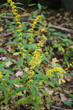 The fall-flowering, shade-tolerant, perennial wildflower Solidago caesia (wreath goldenrod) in bloom in a shady woodland setting