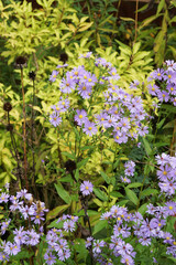 The fall-flowering perennial wildflower Symphyotrichum laeve or Aster laevis (smooth aster) in bloom, with blue flowers, in a garden setting