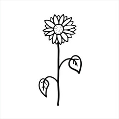 Sunflower hand draw