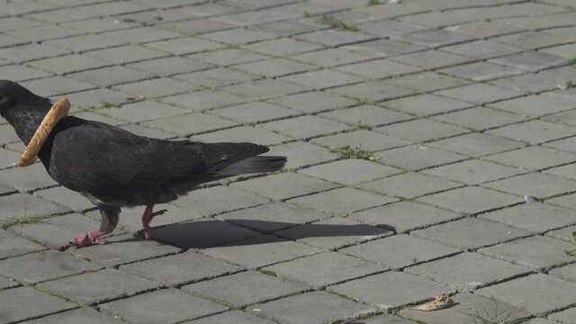 Funny Video. Piece Of Bread With Hole Was Put Around Pigeon's Neck By Playful Children. Food Is Always With Dove Now. Comic Concept: All That Is Mine With Me All The Time (base Needs-base Requests)