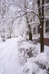winter fairy tale path bushes and trees all covered in snow on a clear January day 