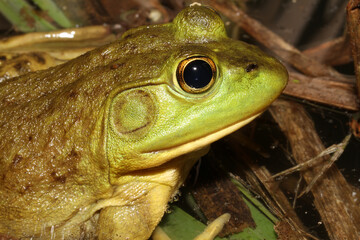 Close-up profile of the head of a female American bullfrog.  It can be identified as a female by the small size of the tympanum behind her eye. 