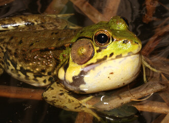 Calling male green frog (Rana clamitans / Lithobates clamitans) with his vocal sac under his mouth inflated while he makes his sound to attract females.