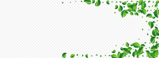 Forest Leaves Nature Vector Panoramic Transparent