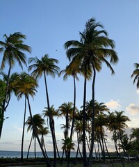Palms 