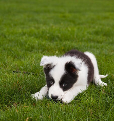 Young border collie