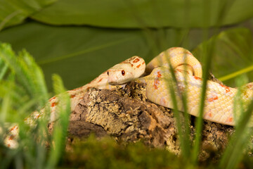 Long bullsnake