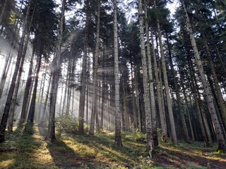 forest in the morning