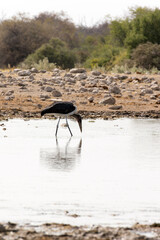 View of marabou stork