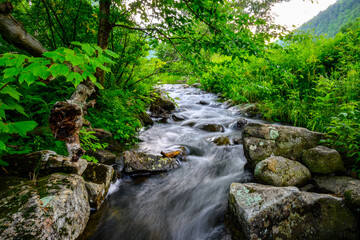 Stream in the Adirondacks