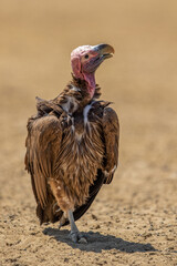 Lappet-Faced Vulture in the Kgalagadi
