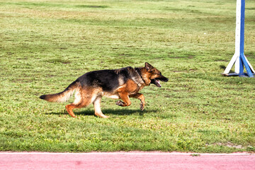 A police sniffing dog at the training for finding drugs, weapons, explosives in bags.