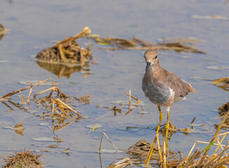 White tail Lapwing coming towards Camera