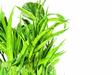 fresh cluster bean or guar sing indian vegetable in white background with copy space
