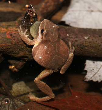 Male Spring Peeper (Pseudacris crucifer) frog with vocal sac partly inflated.  This species gets its scientific name from the "X" pattern on its back. 