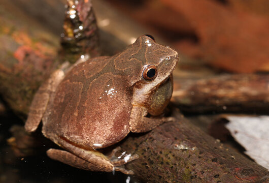 Male Spring Peeper (Pseudacris crucifer) frog.  This species gets its scientific name from the cross-like pattern on its back. 