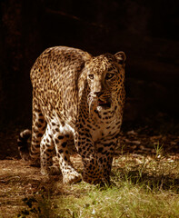 portrait of a leopard