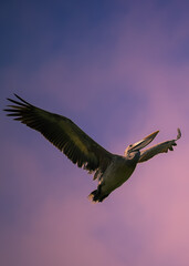 pelican in flight