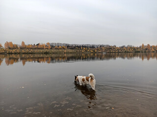 dog swimming in the river