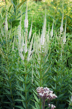 The spiky, white summer flowers of perennial Veronicastrum virginicum (Culver's root) in a garden setting