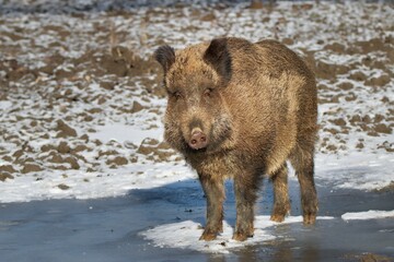 Wild boar  in the winter snowy landscape ( Sus Scrofa)
