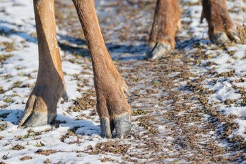 Hooves, artiodactyl close up - legs of wild deer - Powered by Adobe