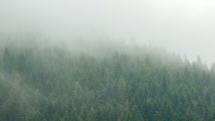 Woodland fog