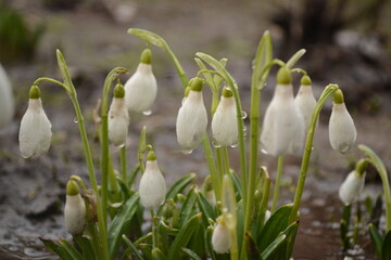 Snowdrop or Galanthus is the first spring flower. This delicate flower is one of the symbols of spring, which tells us that winter is approaching and spring is coming