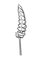 Contour drawing of a branch tillandsia Samantha. Vector isolated clipart. Botanical design. Doodle.