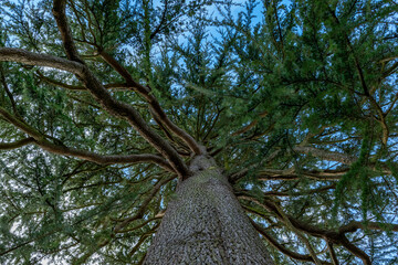 Looking up at the green tops of tree