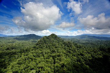 Fototapeta na wymiar Borneo rainforest