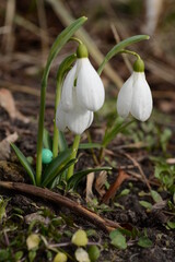 Snowdrop or Galanthus is the first spring flower. This delicate flower is one of the symbols of spring, which tells us that winter is approaching and spring is coming