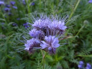 Blumen in der Sommerzeit