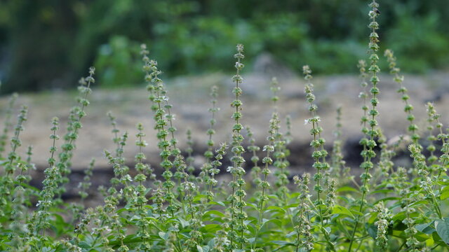 Ocimum americanum called as kattu thulasi in tamil language with its natural green background.