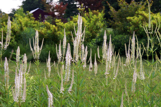 The spiky, white summer flowers of perennial Veronicastrum virginicum (Culver's root) in a garden setting