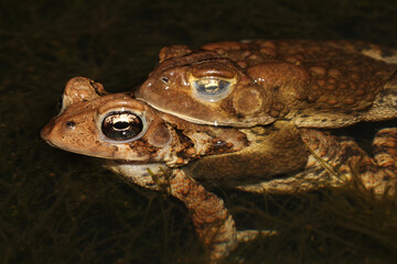 Male American Toad (Anaxyrus americanus; formerly Bufo americanus) clinging to the back of a female during mating season. This behavior is called amplexus. 