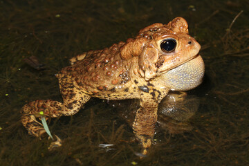 Male American toad (Anaxyrus americanus; Bufo americanus) with vocal sac partially inflated during breeding season. 