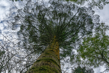 Looking up at the green tops of tree
