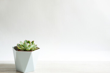 Echeveria in a pot on a grey background on a table. A house plant, a green home, a succulent is a symbol of harmony. Copy space. Care of indoor plants