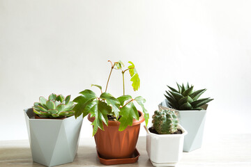 A group of popular potted house plants: Haworthia, Ficus,Rhoicissus, Cactus, Echeveria. Care of indoor plants