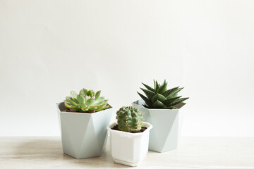 Potted house plants - cacti and succulents. Care of indoor plants