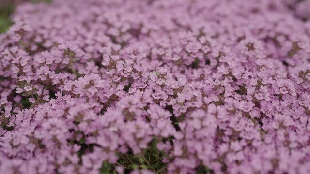 Slow motion thyme flowers blossom closeup
