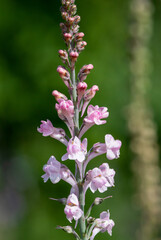 Close up of a pink toadflax (linaria purpurea) flower in bloom