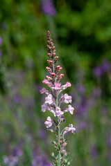 Close up of a pink toadflax (linaria purpurea) flower in bloom