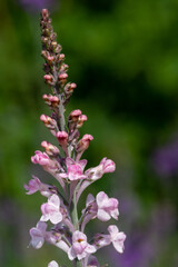 Close up of a pink toadflax (linaria purpurea) flower in bloom