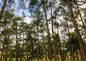Fototapeta premium Beautiful Pine Deciduous Forest Trees Woods Canopy