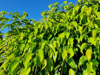 jardim, folhagem verde, céu azul, natureza