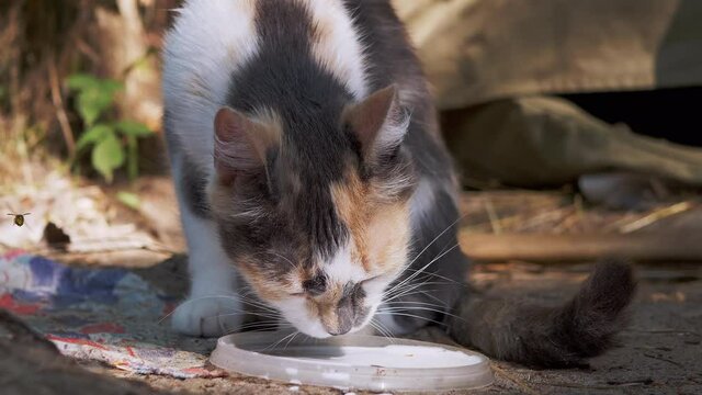 Homeless Tricolor Hungry Cat Drinks Milk from the Lid on Forest. A thin cat thrown out into the street sticks out tongue and looks at camera. Feeding in nature. Outdoor pets survival. 4K. Close up.